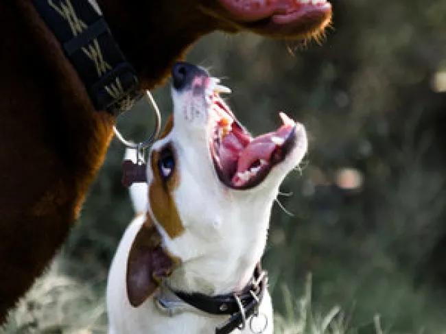 Dogs